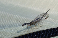 Dichrostigma flavipes