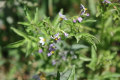 Solanum radicans