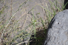 Mostacillastrum gracile