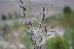 Neuontobotrys lanata