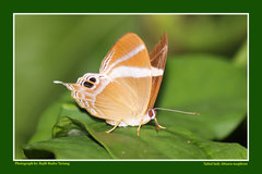 Abisara neophron