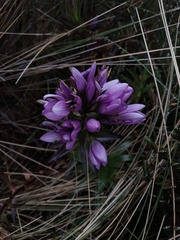Gentianella foliosa