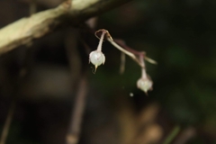 Rhynchotechum ellipticum