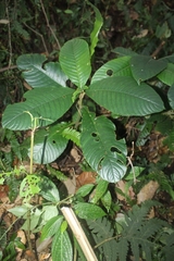 Rhynchotechum ellipticum