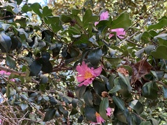 Magnoliopsida