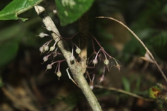 Rhynchotechum ellipticum