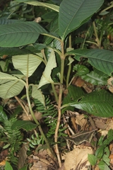 Rhynchotechum ellipticum