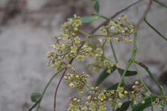 Schinus molle