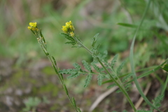 Descurainia myriophylla