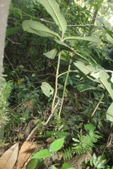 Rhynchotechum ellipticum