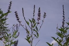 Otholobium pubescens