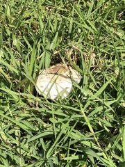 Chlorophyllum molybdites image