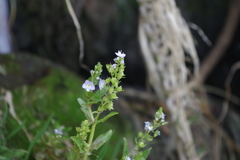 Veronica anagallis-aquatica