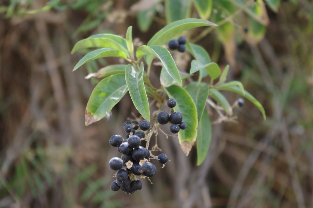 ear-leaved cestrum