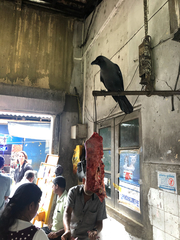 Corvus splendens