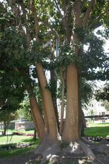 Phytolacca dioica