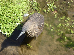 Nycticorax nycticorax