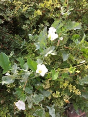 Convolvulus arvensis