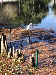 Egretta thula image