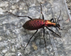 Carabus smaragdinus