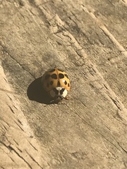 Harmonia axyridis