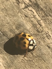 Harmonia axyridis