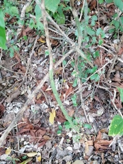 Acanthocereus fosterianus