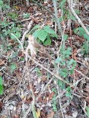 Acanthocereus fosterianus
