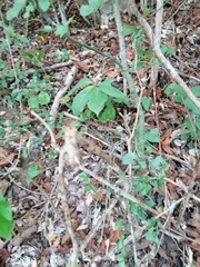 Acanthocereus fosterianus