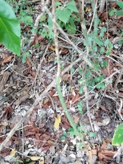 Acanthocereus fosterianus