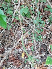 Acanthocereus fosterianus