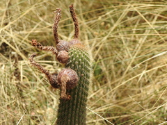 Cleistocactus buchtienii