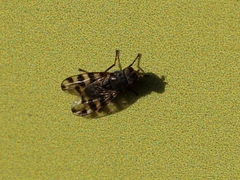 Ceroxys hortulana