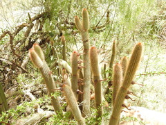 Cleistocactus buchtienii