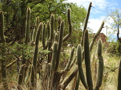 Cleistocactus buchtienii