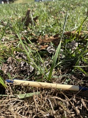 Echinochloa crus-galli