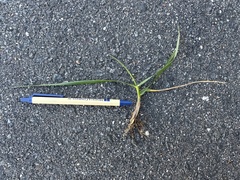 Echinochloa crus-galli