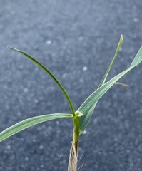 Echinochloa crus-galli