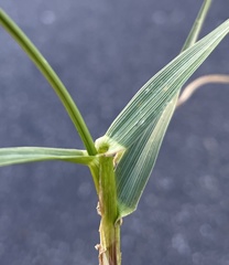 Echinochloa crus-galli