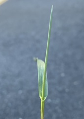 Echinochloa crus-galli