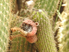 Cleistocactus buchtienii