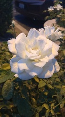 Rosa