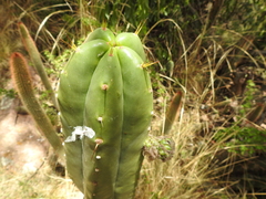 Trichocereus bridgesii