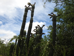 Trichocereus bridgesii