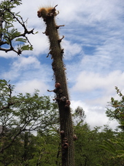 Cleistocactus buchtienii