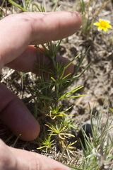 Leptosiphon liniflorus