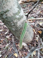 Acanthocereus hesperius