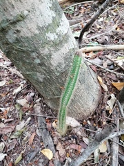 Acanthocereus hesperius