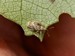 Aneuma compta