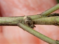 Aneuma compta